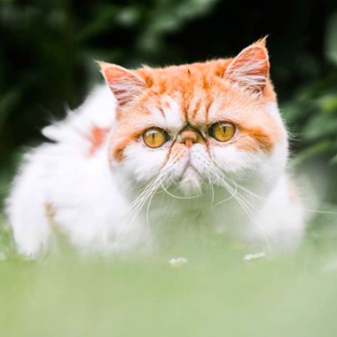 Fiep the kittycat