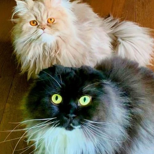 DIRK & DENNIE
